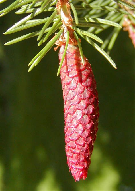 云杉|云杉 Picea asperata